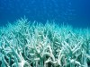 Bleached, Dead Coral Reef